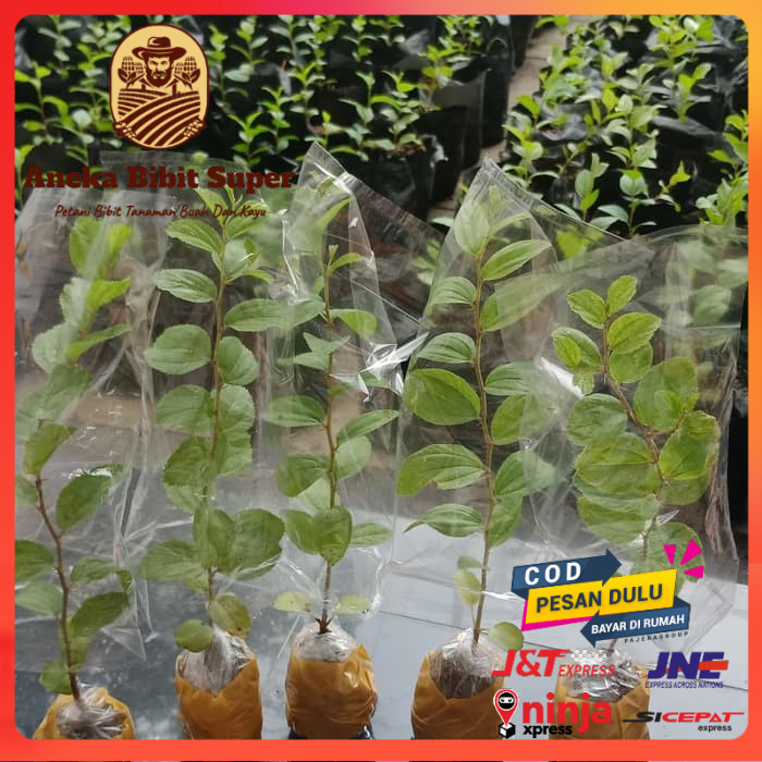 Bibit tanaman buah bibit bidara arab asli