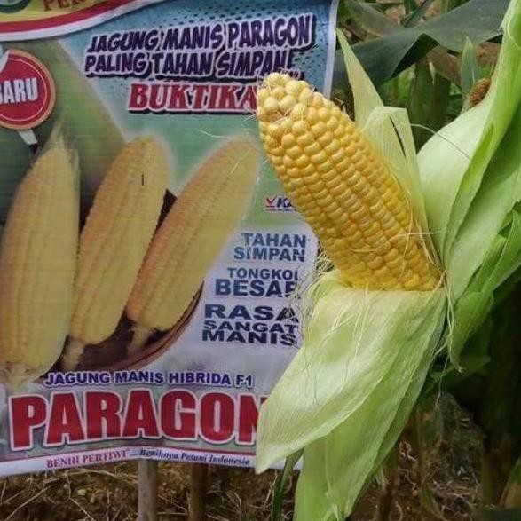 ` SAA Benih / bibit jagung manis PARAGON ✸