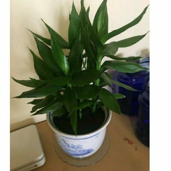 tanaman hias sri rezeki/pohon sri rezeki/jual batang sri rezeki