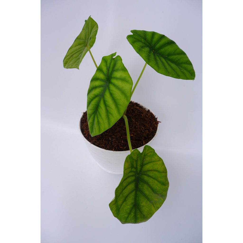 Alokasia Tengkorak Hijau - Alocasia - Keladi - Tanaman Hias