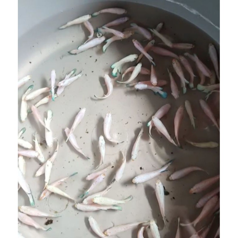 ikan cupang  hias Female Blue rim / bluerim clean body