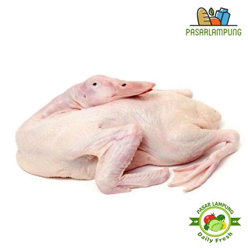 

Bebek Segar Per Ekor 1 Kg Pasar Lampung