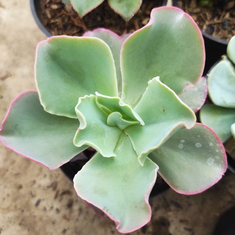 tanaman hias kaktus sukulen paket isi 6pcs