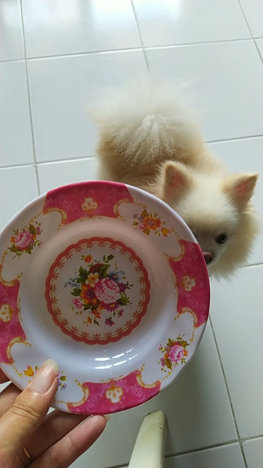 6 Pcs Piring Melamine Kecil Motif Sa-120