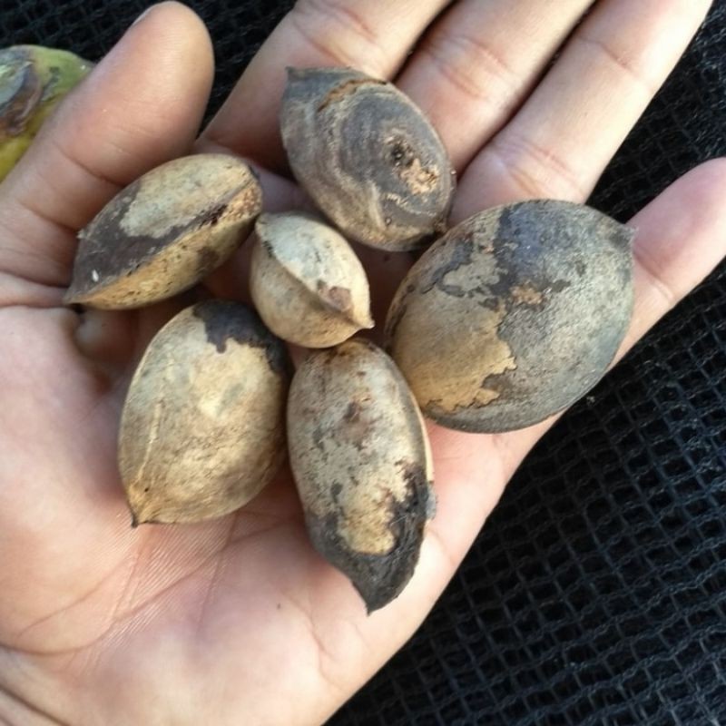 bibit benih biji ketapang laut 100 butir