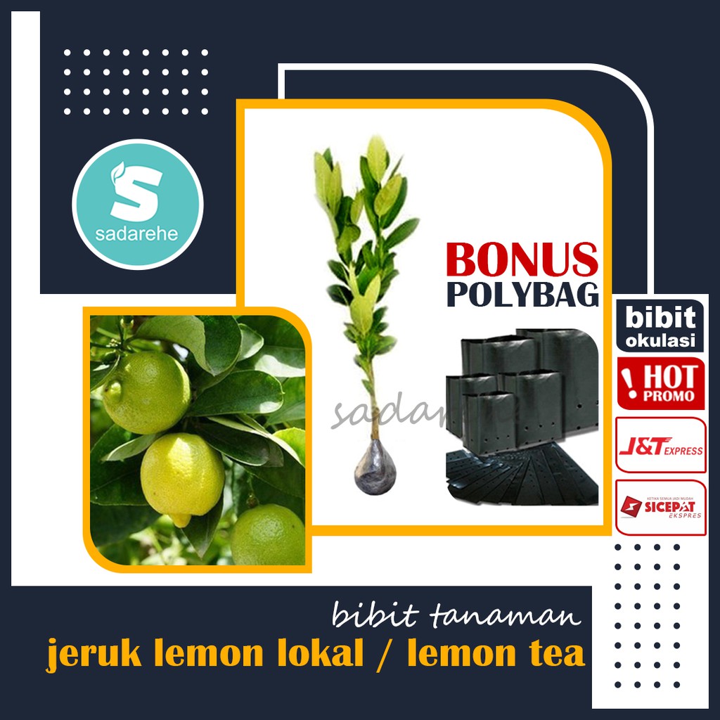 Bibit Tanaman Jeruk Lemon Lokal - Lemon Tea - Bibit Okulasi