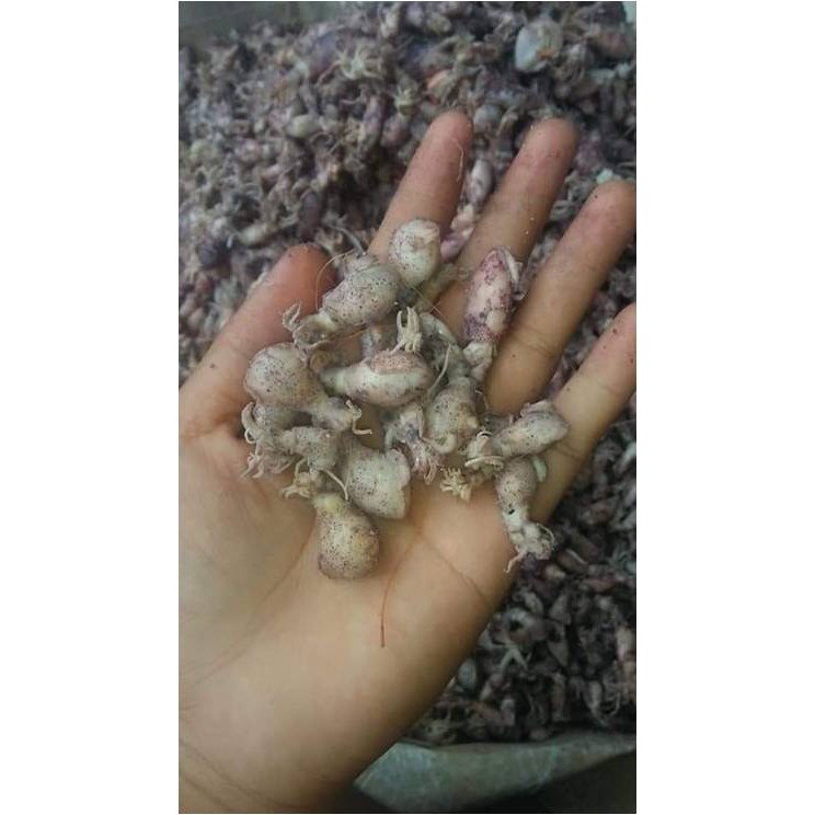

Cumi / Sotong Asin Telur ( @ 250 Gr )