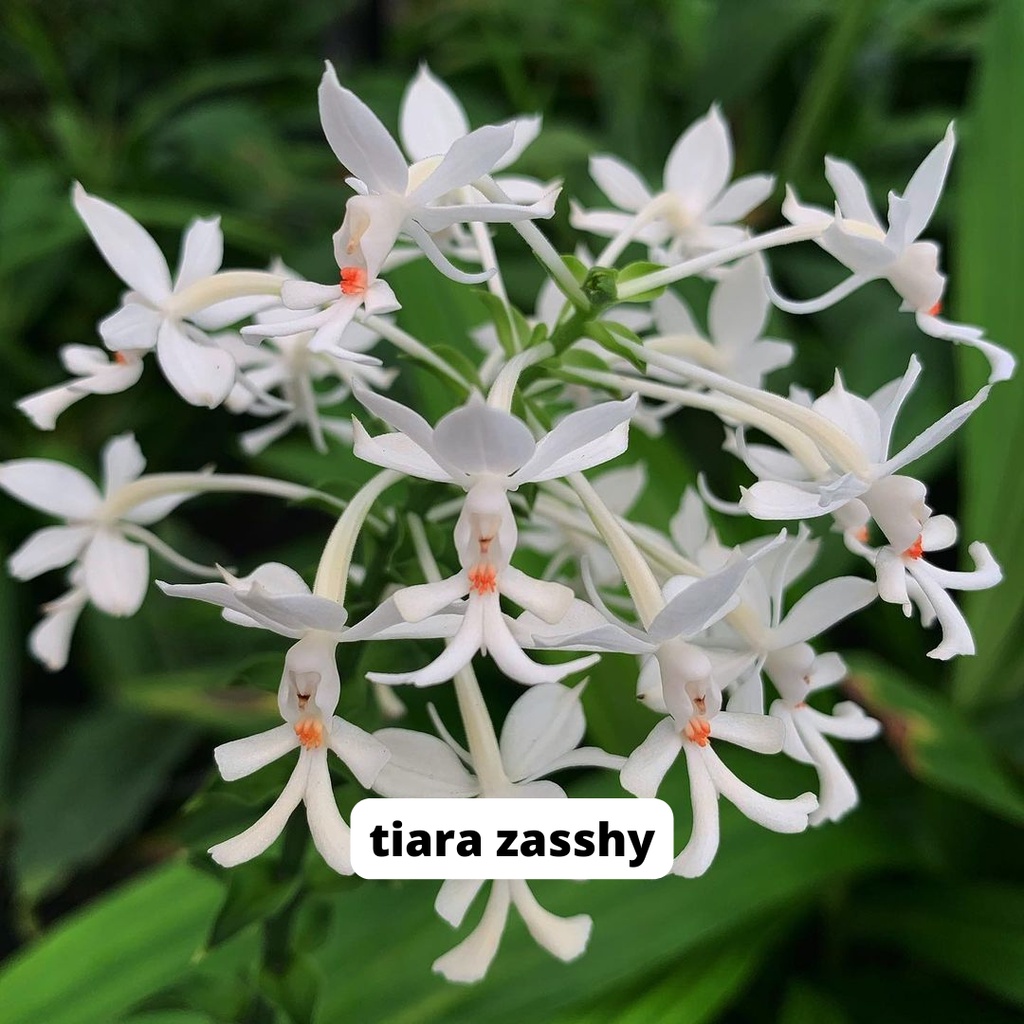 anggrek calanthe triplicata bunga wangi