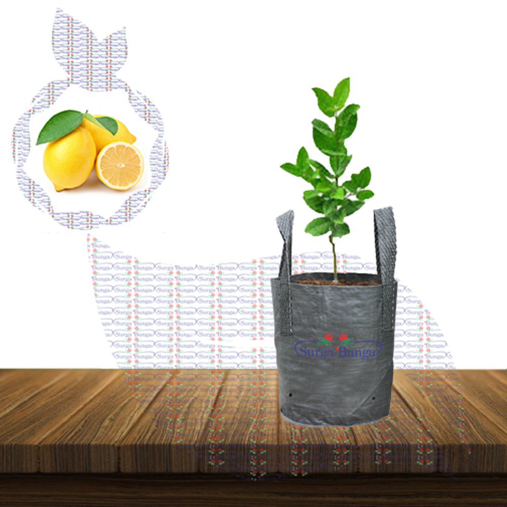 Tanaman Buah Jeruk Lemon Impor (citrus limon)