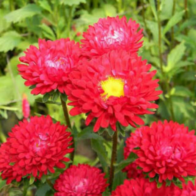 Biji Bunga Red Aster Matsumoto (Isi 5  biji)