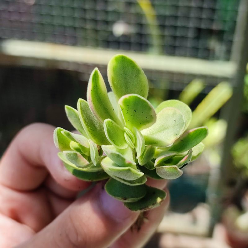 Sukulen Crassula Money Maker Variegata