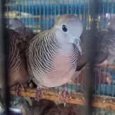 burung perkutut lokal
