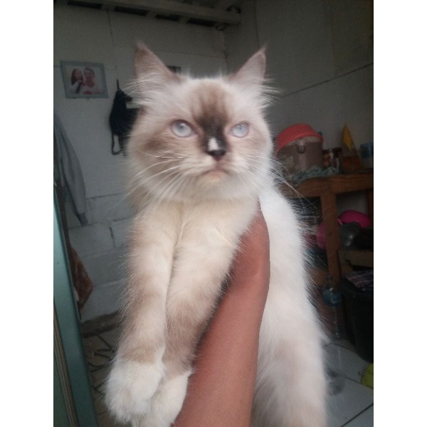 kucing himalaya/himalaya