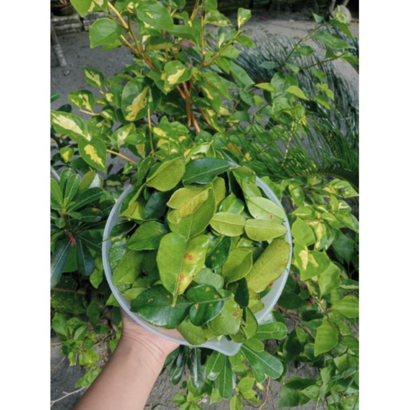 

DAUN JERUK MURAH ISI 10