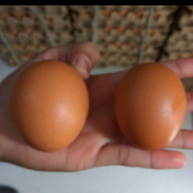 

Telor ayam fresh