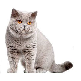 RC BRITISH SHORTHAIR 2 KG / royal canin / cat food / dry / makanan kucing / british short hair