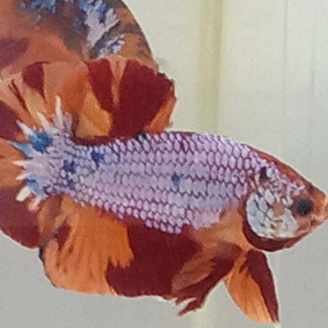 Paket promo 2 ekor male nemo multicolor dan candy multicolor  Top Grade