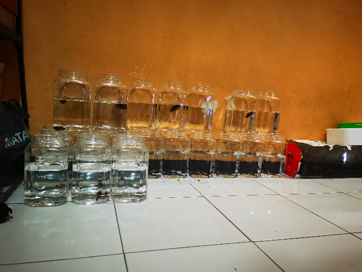 Toples Tebal Cupang 2l Termurah Minim Order 1bal Isi 28pcs