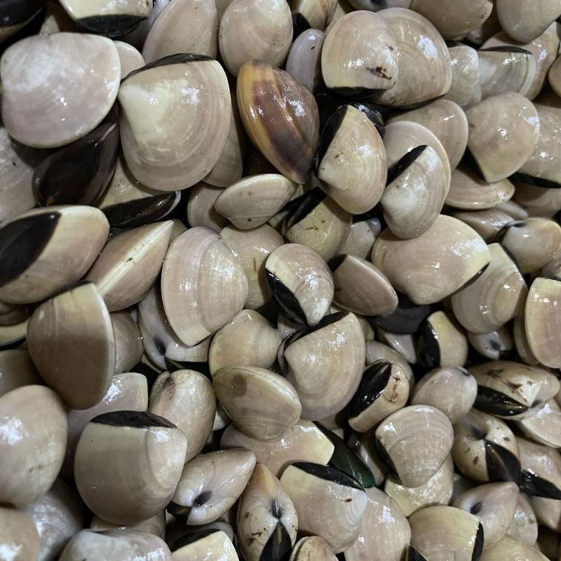 

Kerang Tahu Segar 1 Kg