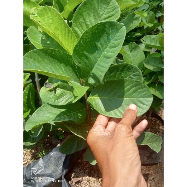 bibit jambu kristal merah cangkok batang besar