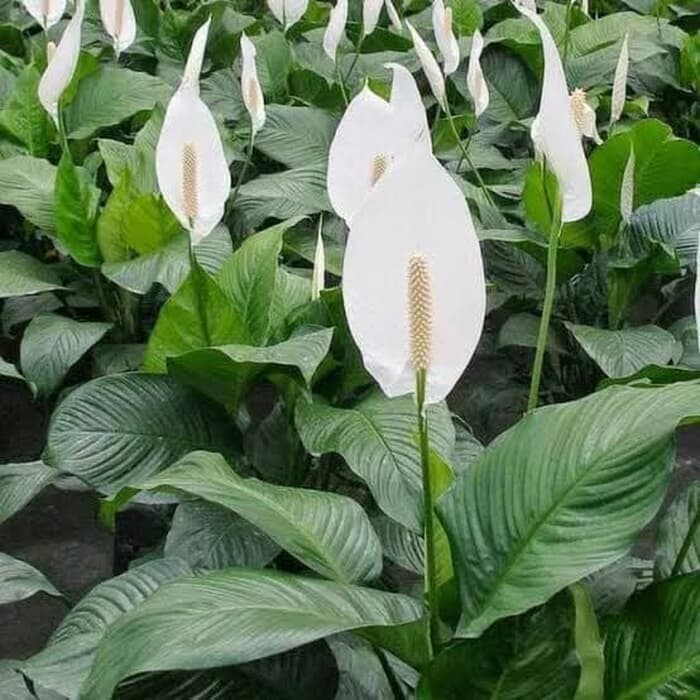 Tanaman Hias Spatuphilum Peace Lily - Tanaman Pembersih Udara