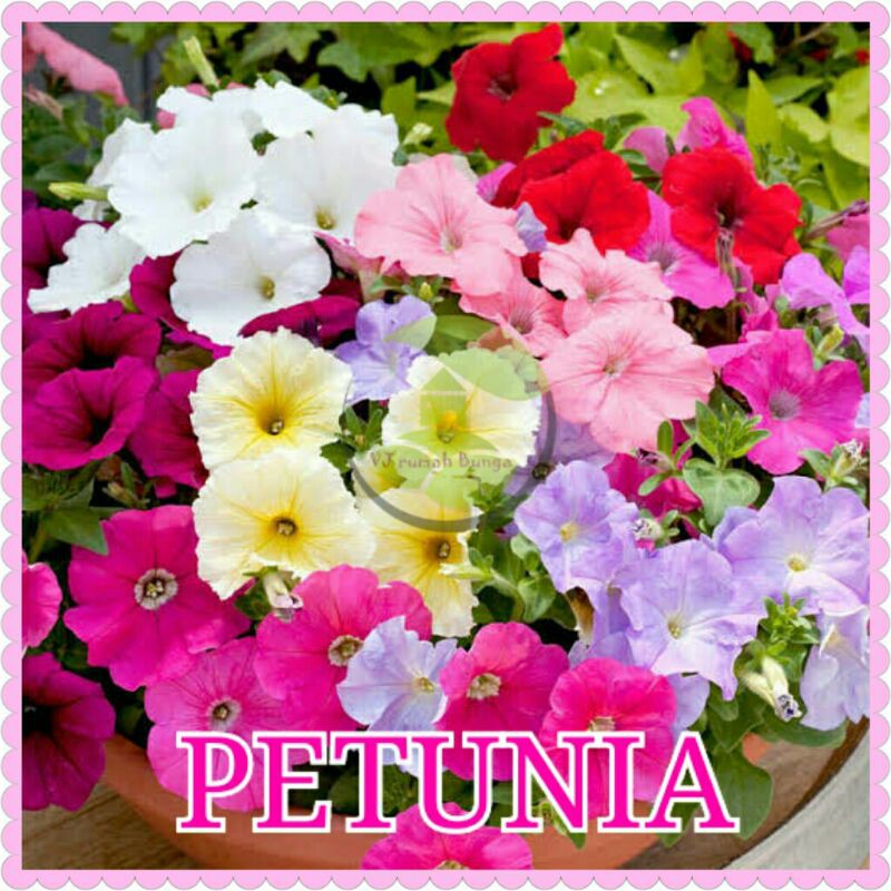 Benih Bibit Bunga Tanaman Hias Benih Bunga Unggul-petunia mix