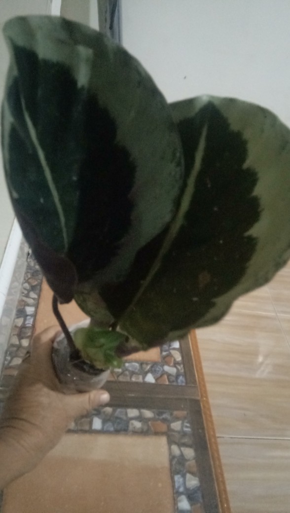 Tanaman Hias Calathea Marion