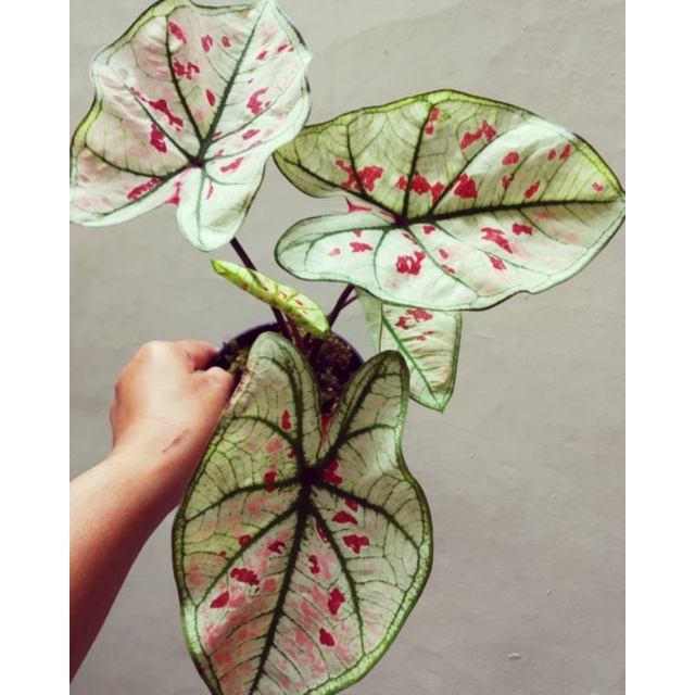 Tanaman Hias Caladium Import Wonderland