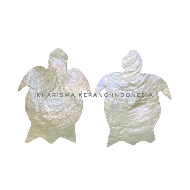 

CAPIZ SHELL TURTLE SHAPE KERANG SIMPING KULIT KERANG CAPIZ CAPIZ SHELLS KULIT KERANG CAPIZ SIMPING