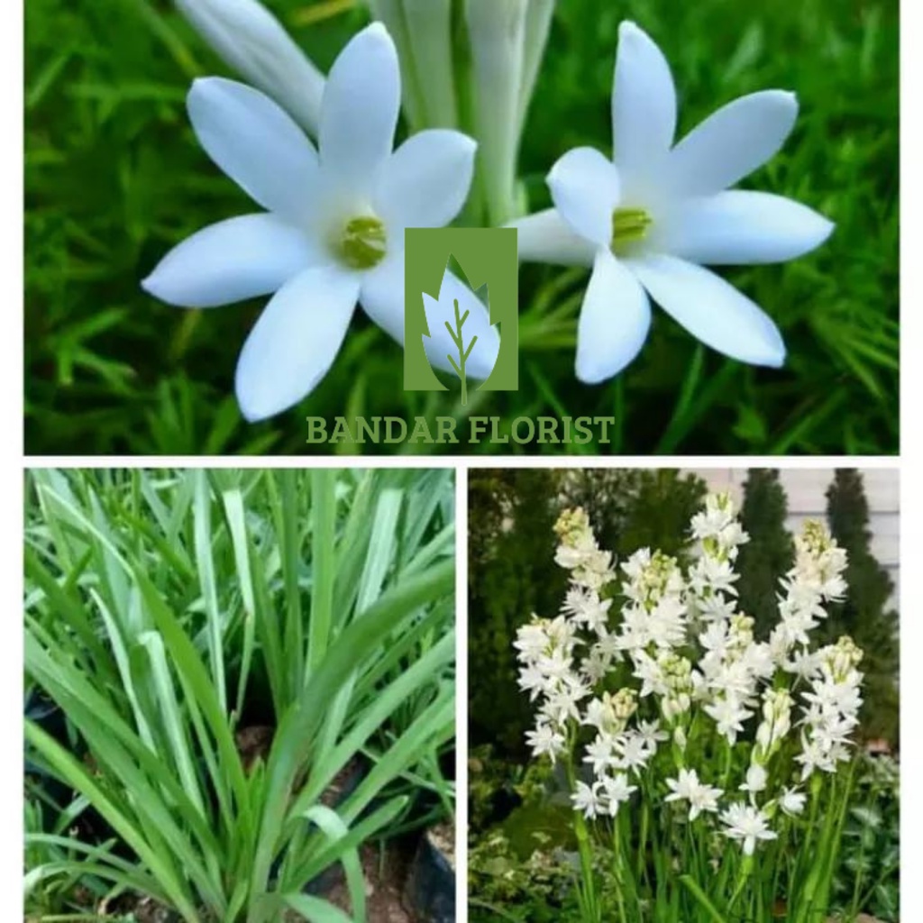 Sedap malam - tanaman hias bunga sedap malam -bibit sedap malam - sedap malam tanaman hidup