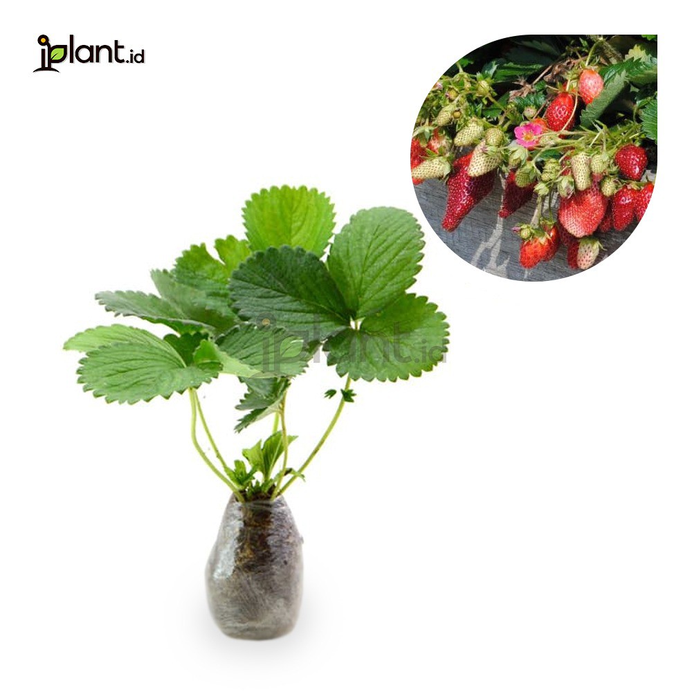 Pink Strawberry ( Strawberry Tristan )