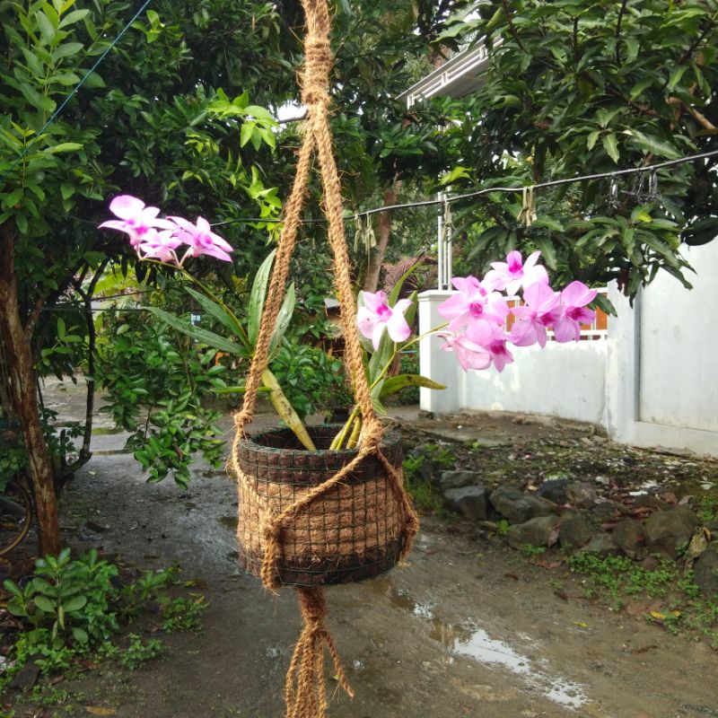 Pot gantung anggrek bulan dewasa sabut serabut kelapa jumbo