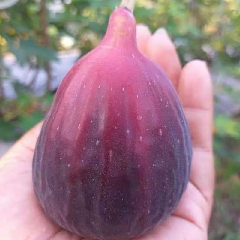 bibit tin/buah tin super jumbo cepat berbuah