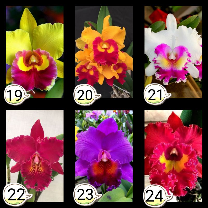 Anggrek Cattleya seedling ( bunga besar )