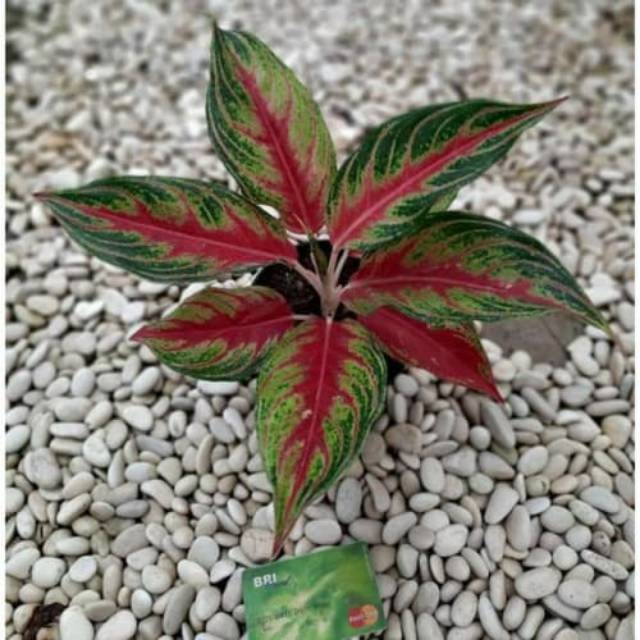 tanaman hias aglonema red sunset - aglaonema red sunset - red sunset