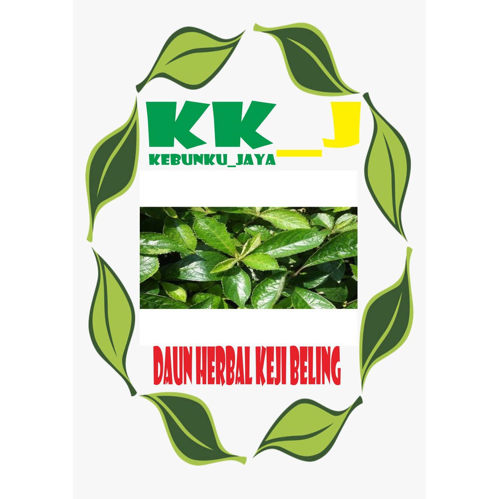 

DAUN KEJI BELING SEGAR OBAT HERBAL KEBUNKU_JAYA