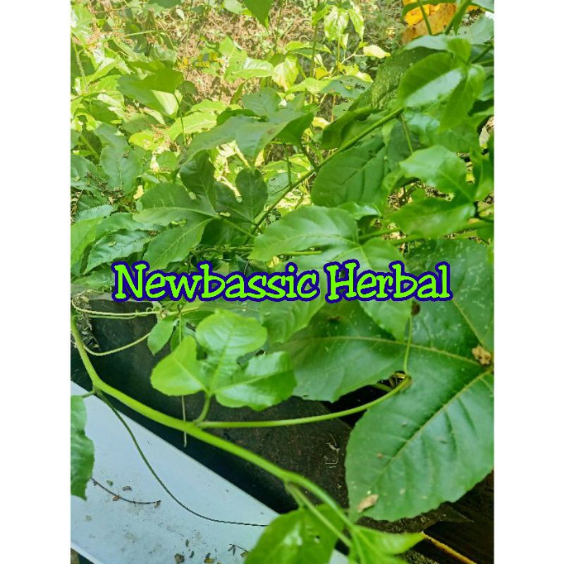 

daun markisa fresh 500g