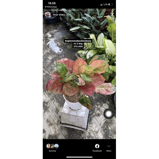 aglonema kochin eboni