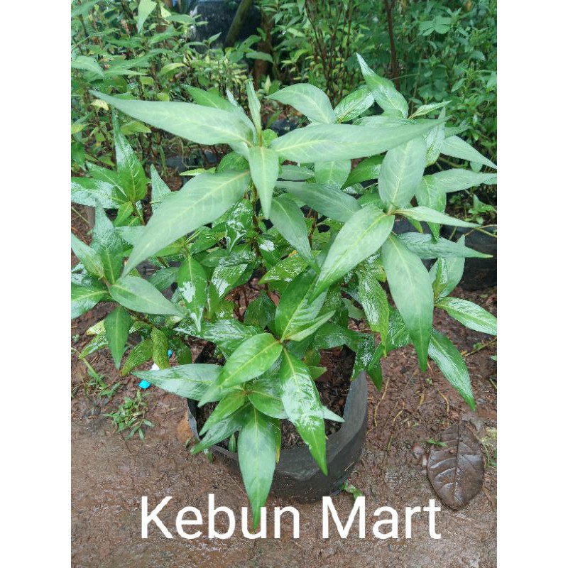 Tanaman Daun Kesum Mint Vietnamlaksa Shopee Indonesia 4447