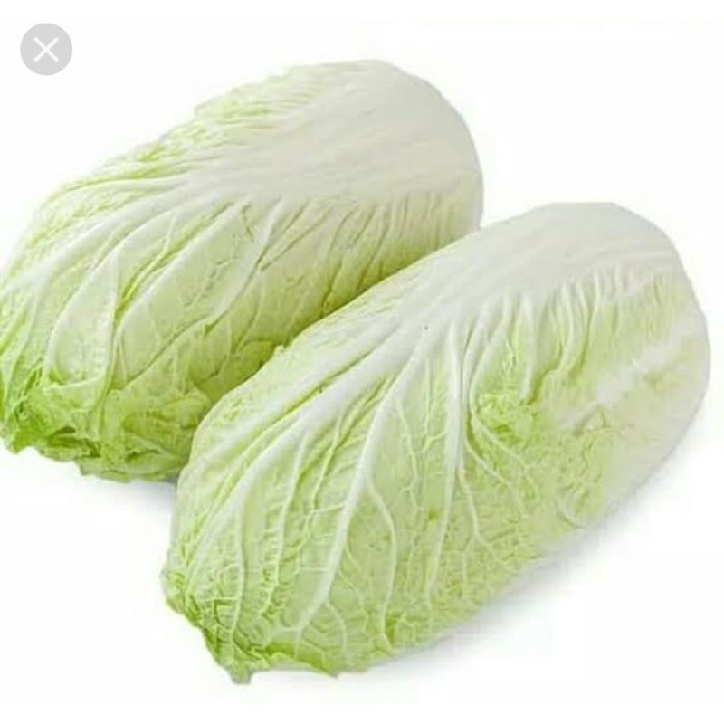 

Sawi putih/Chinese cabbage/Napa cabbage