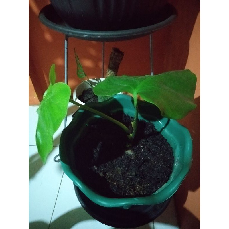 monstera deliciosa King remaja