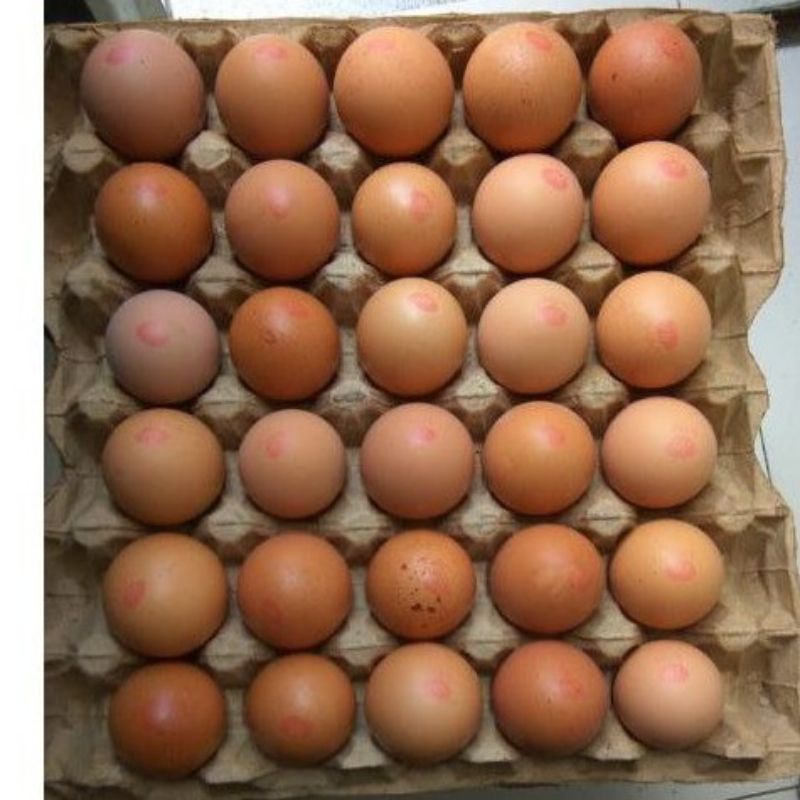 

TELUR LCH [MEDAN]