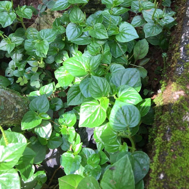 Sirih cina atau ketumpang air 1kg