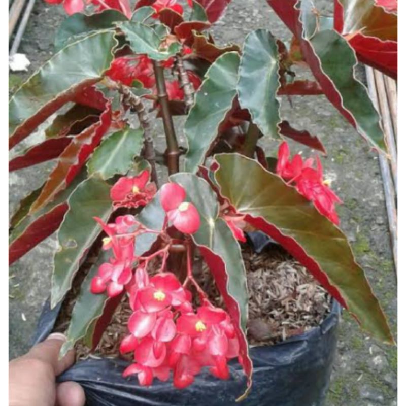 BEGONIA MERAH#begonia polos