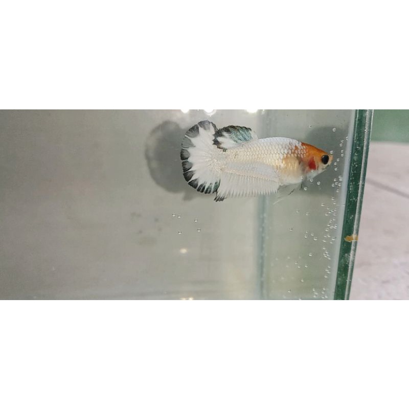 Female FCCP orange head