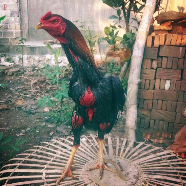 

Ayam Bangkok