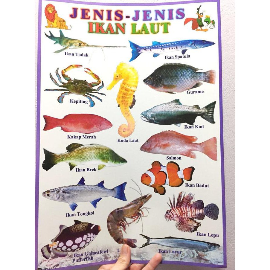 Ready Oke Mainan Poster Edukasi Jenis Jenis Ikan Laut Termurah Shopee Indonesia