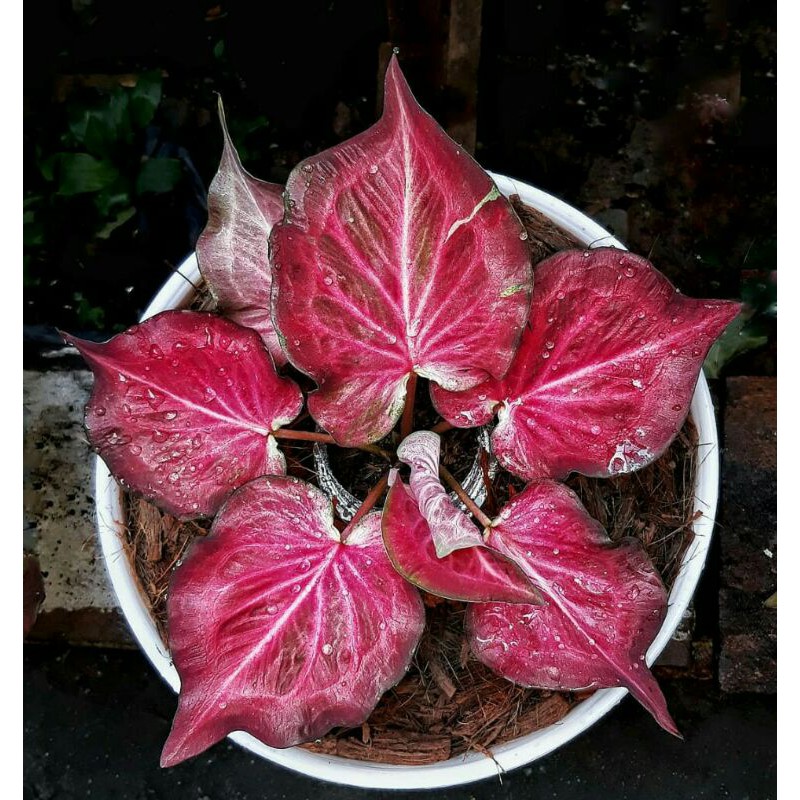 PINK RAMLA)Tanaman Hias Caladium Pink Ramla/Bunga Hias kaladium Ramla pink/Keladi Merah/Kaladi Murah