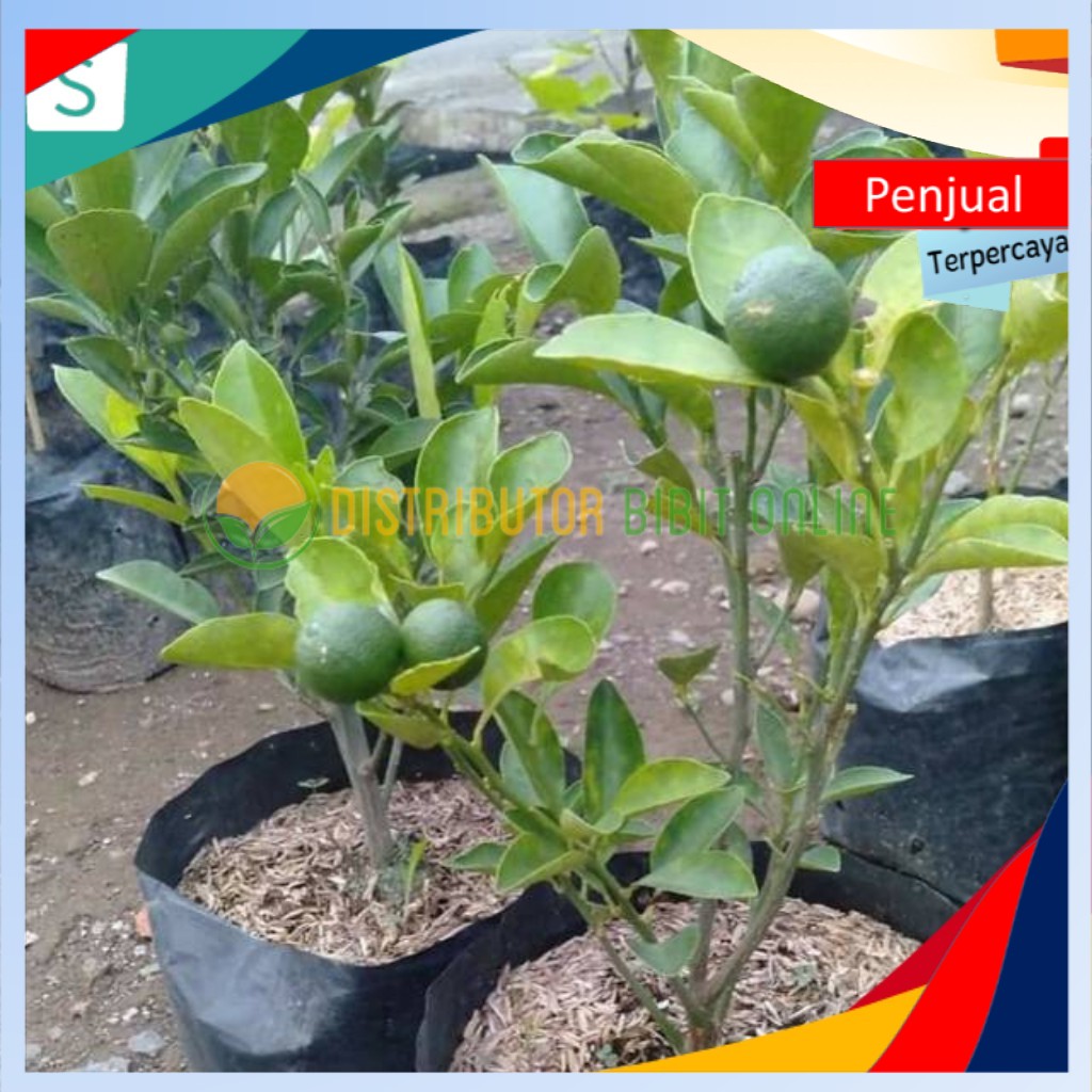 

/COD/ Bibit Jeruk Sambal Berbunga Ktn Super