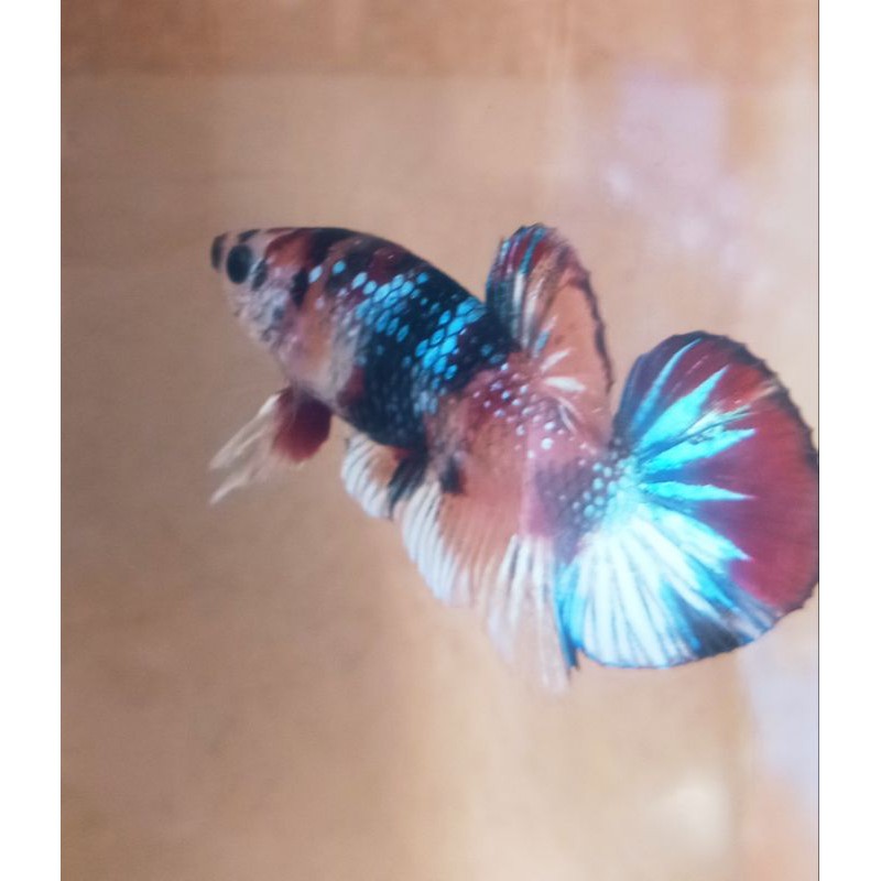 ikan cupang Nemo/koi  galaxy multi colour, usia 5+ bln,male/female, size m.